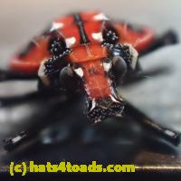 /home//u458753944/public_html/sourcegallery/////Insects and small critters/aphids cicadas lanternflies and true bugs (Hemiptera)/P7060812.JPG